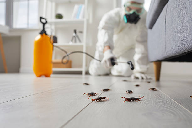 Post-Treatment Bed Bug Interceptor Monitoring in Hydro